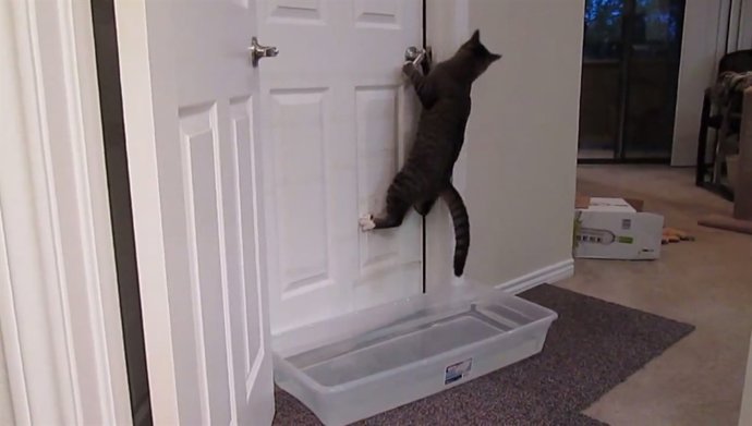 Gato abriendo puertas