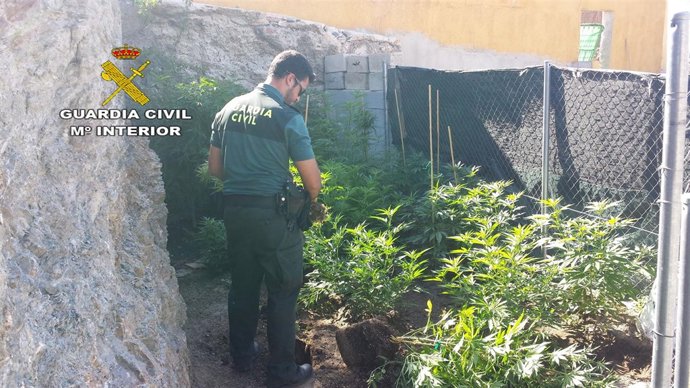 Algunas de las plantas decomisadas en una vivienda de Albox