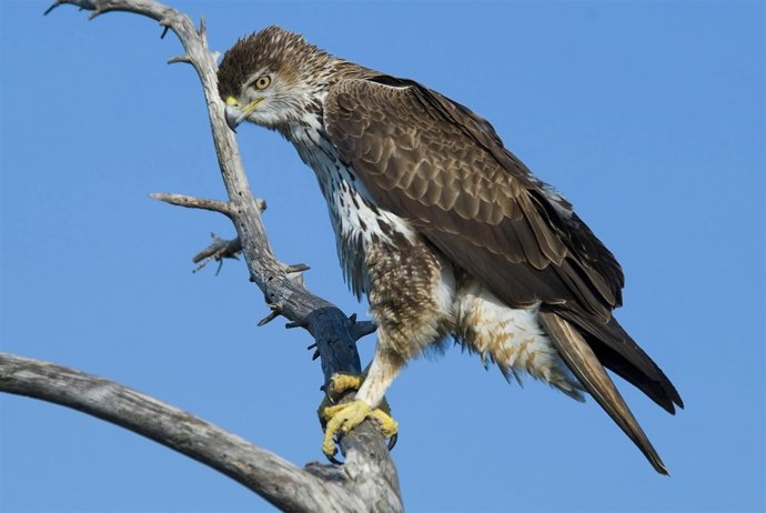 águila Azor Perdicera Málaga ave turismo ornitológico eco pájaro rapaz