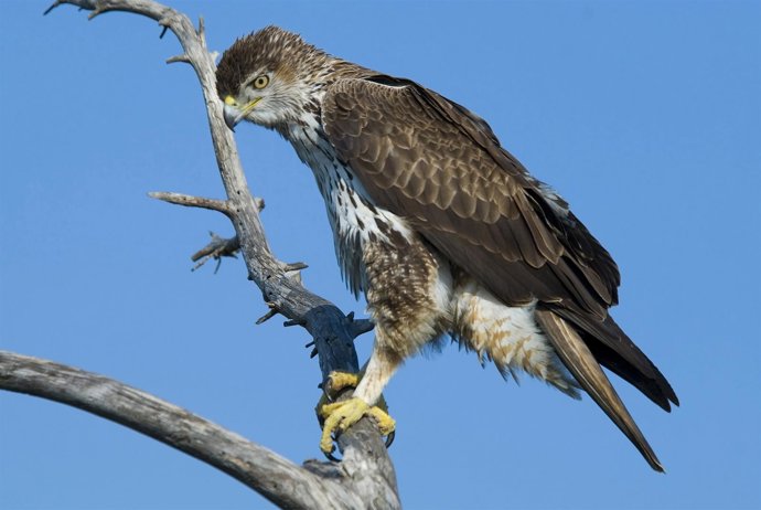 águila Azor Perdicera Málaga ave turismo ornitológico eco pájaro rapaz