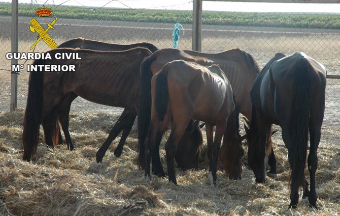 Caballos