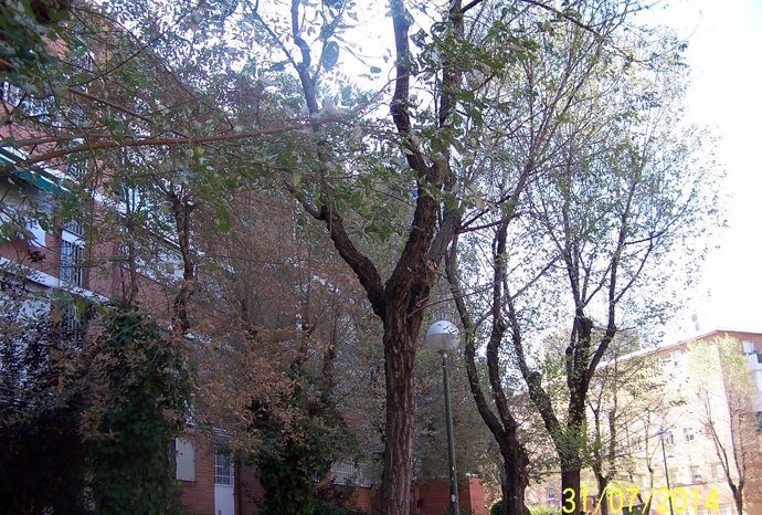 Imagen de un árbol afectado
