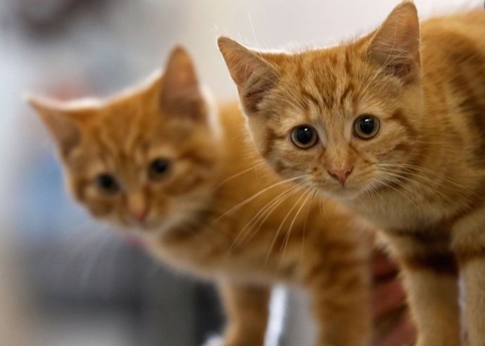 Tashirojima, la isla con más gatos por metro cuadrado 