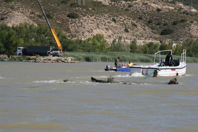 Retirada de troncos en el río Segre, en Mequinenza