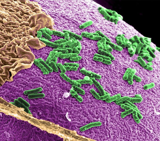 Microbiota intestinal