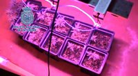 Intervenidas 422 plantas de marihuana en una nave industrial de Córdoba