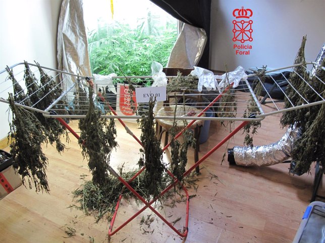Algunas de las plantas de marihuana decomisadas por la Policía Foral