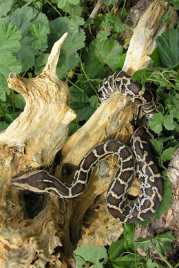 El ejemplar de pitón india incorporado a la colección de Terra Natura