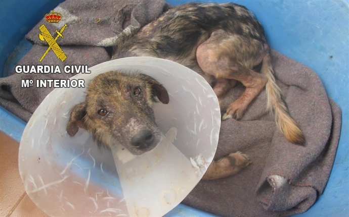 Anmal maltratado en Segorbe