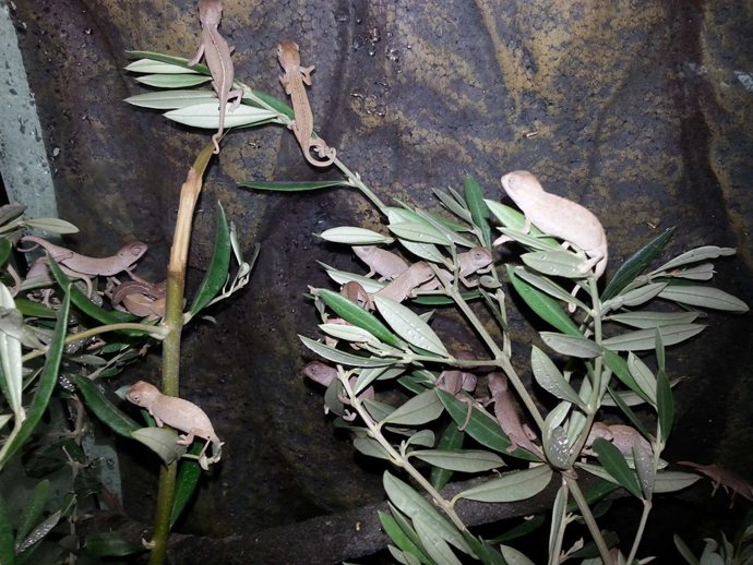 Camaleones recién nacidos en el Parque Zoosanitario Municipal Málaga