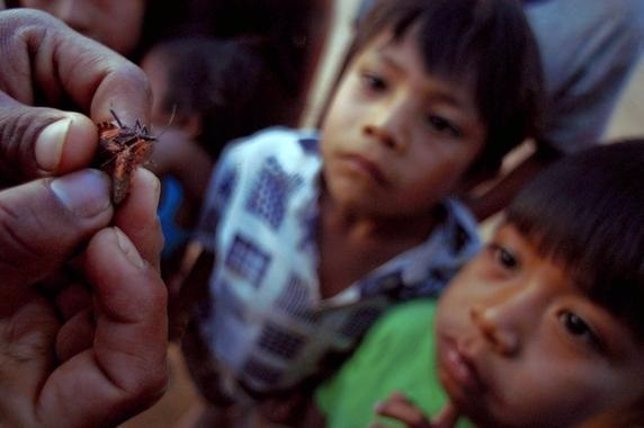 Jul 28, 2006 - Camiri, Bolivia - Childrens observe two vinchuca insects that whe