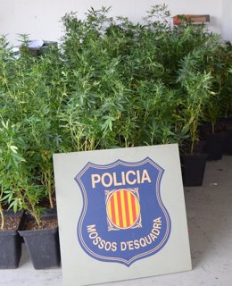 Plantas de marihuana encontradas en la nave industrial