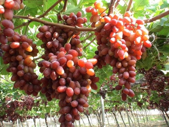 Parral de uva de mesa