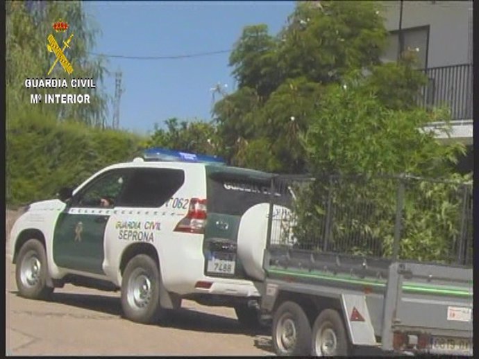 Plantas de marihuana incautadas por la Guardia Civil en Valencia de Alcántara