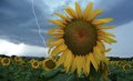 Un girasol con un rayo de fondo