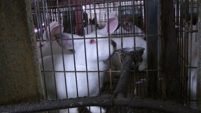 Granja de conejos denunciada por Igualdad Animal en Valderrobres, Teruel