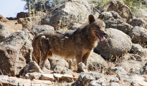 Cooperación y Desarrollo