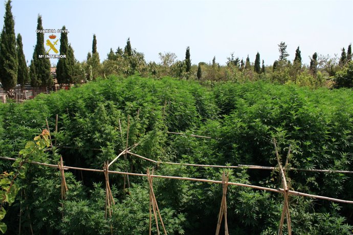 Desmantelan dos plantaciones de marihuana en Alt Empordà