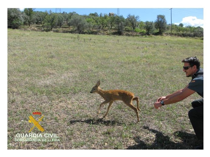 Recuperan una cría de corzo en Pobla de Segur