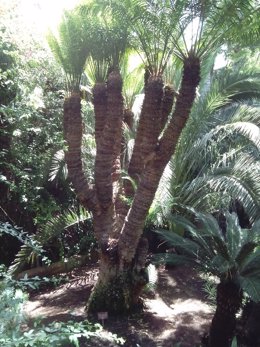 Cycas circinalis de Jungle Park