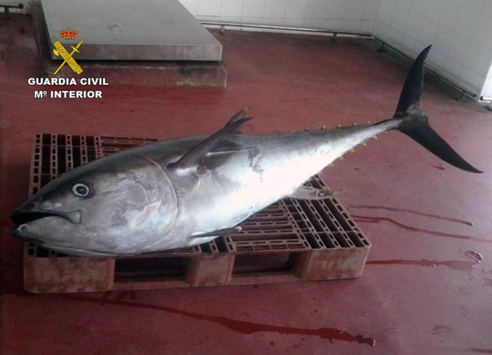 Imagen del atún rojo intervenido