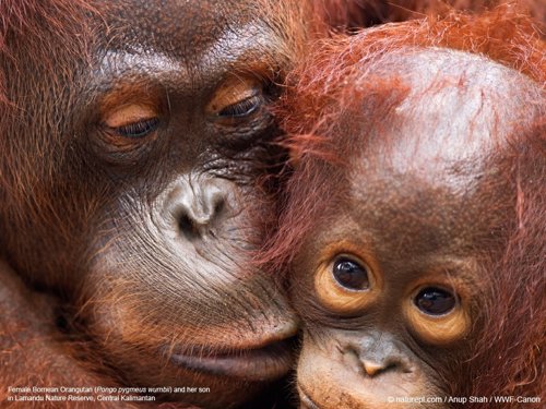 Una hembra de orangután y su cría en la Reserva Natural de Lamandu (Borneo)