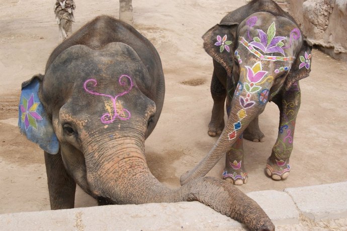 Petita y otro elefante del parque en la celebración del 41 cumpleños en 2013