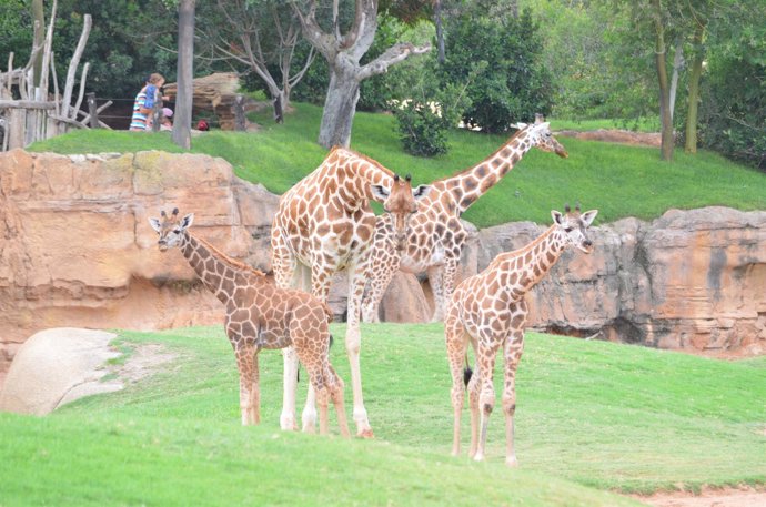 La jirafa Che y sus dos adoptadas en Bioparc