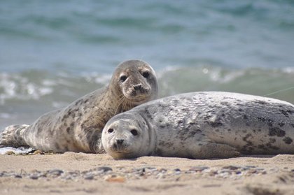 Focas y leones marinos pudieron propagar la tuberculosis a los humanos