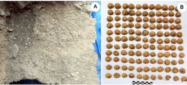 Los caracoles, presentes en la dieta paleolítica