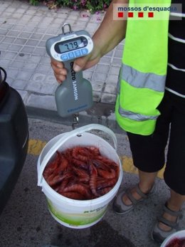 Gamba vendida ilegalmente en Blanes