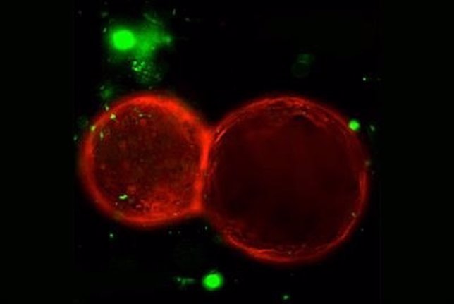Células del estómago (rojo) y  nerviosas (verde) en una placa de laboratorio