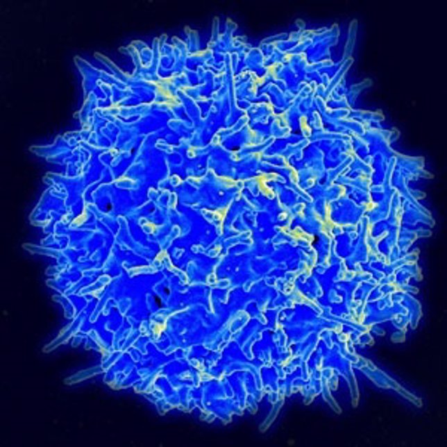 Micrografía electrónica de barrido de color de un linfocito T humano