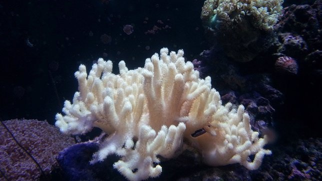 Coral