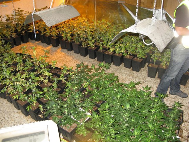Imagen de las plantas de marihuana incautadas