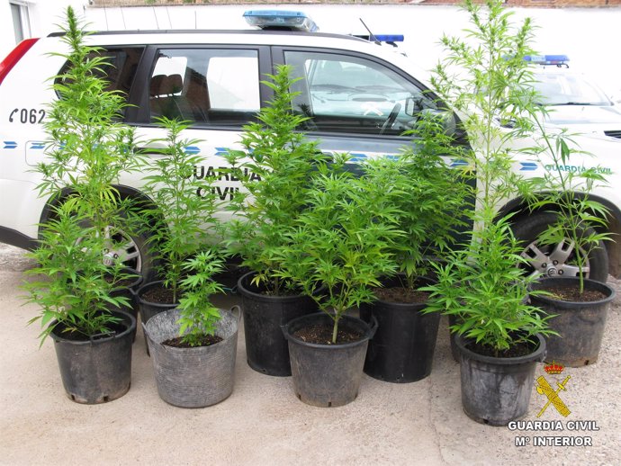 Plantas intervenidas en la operación contra marihuana