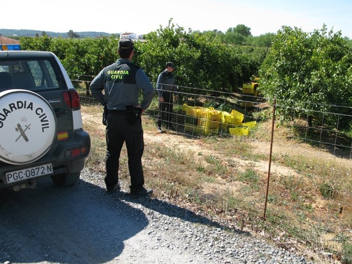 La Guardia Civil Interviene Cuatro Kilos De Naranjas