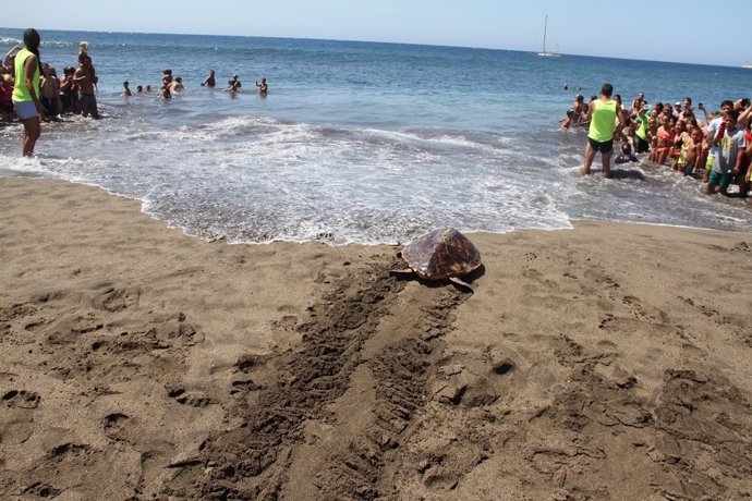 Tortuga liberada en Fuerteventura