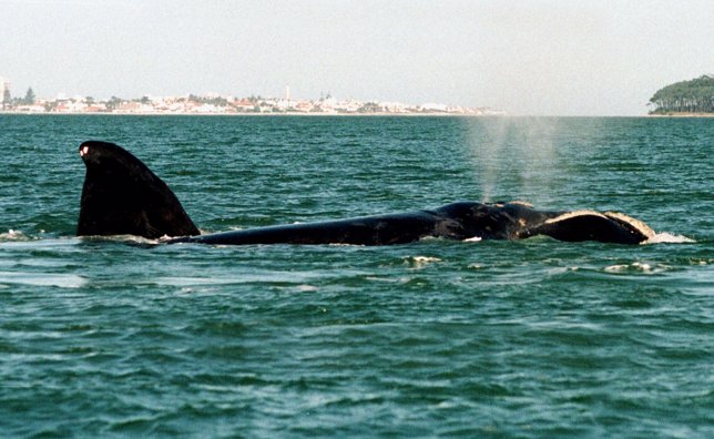Uruguay presenta un proyecto para proteger las ballenas del Atlántico Sur