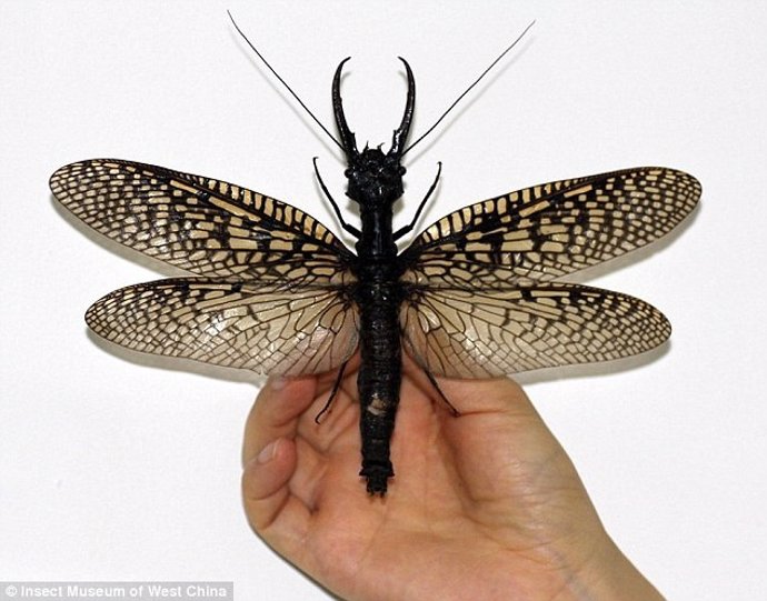 Insecto alado más grande del mundo