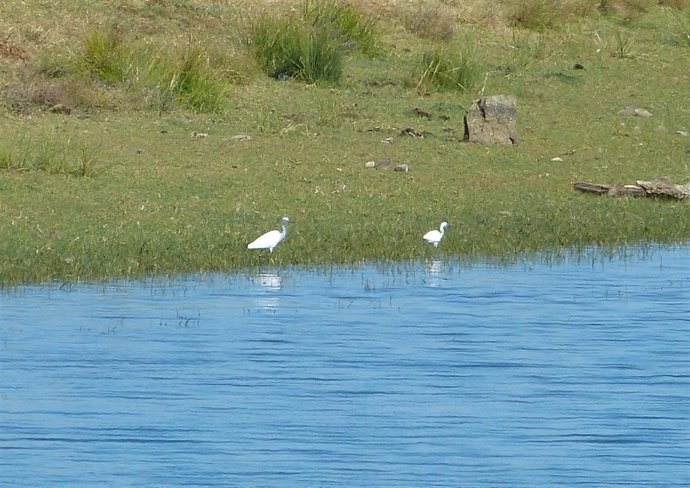 Aves acuáticas, pantano, humedal