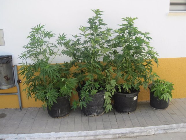 Plantas De Cannabis Intervenidas. 