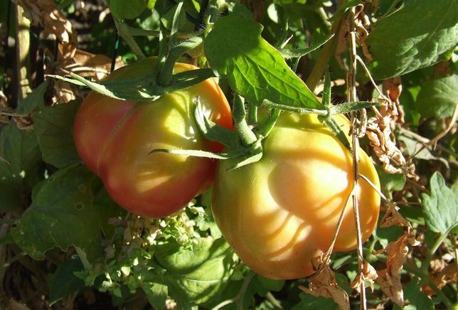 Tomates