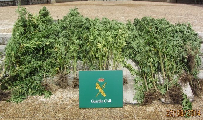 Guardia Civil incauta plantas marihuana