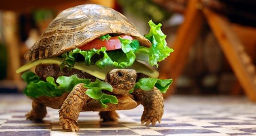 Tortuga en una hamburguesa