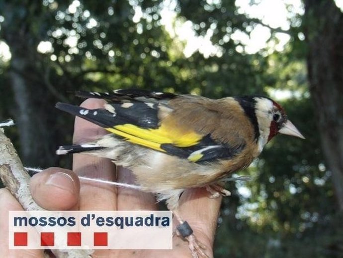 Pájaro cazado ilegalmente en Lleida