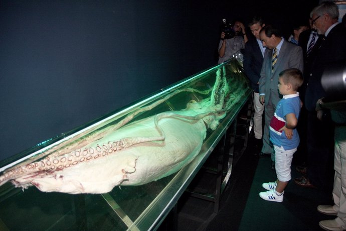 Calamar gigante en el Museo Marítimo del Cantábrico 