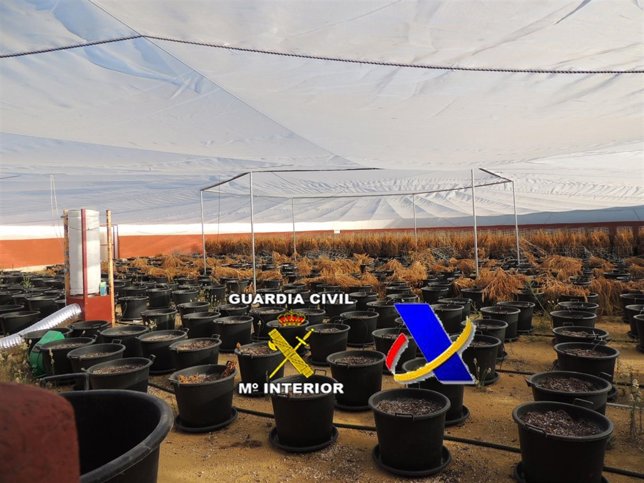 Plantaciones de marihuana intervenida por Guardia Civil en la provincia Málaga