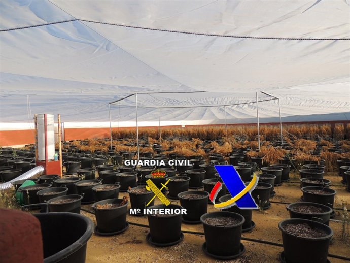 Plantaciones de marihuana intervenida por Guardia Civil en la provincia Málaga