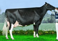 Una vaca frisona cántabra produce de media 9.000 kilos de leche por lactación